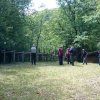 Rassegna del cavallo Bardigiano - Rassegna del cavallo Bardigiano 2017